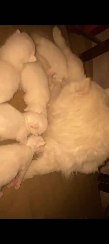 female kitten age 1 month on 25th January sale each 9.5k 6