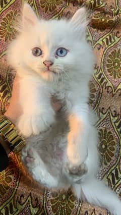 persian kittens for sale | persian kittens