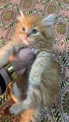 persian kittens for sale | persian kittens