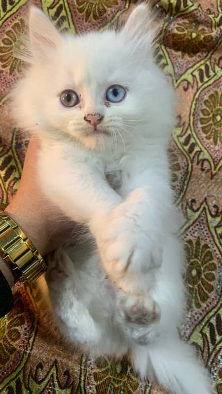 persian kittens for sale | persian kittens 2