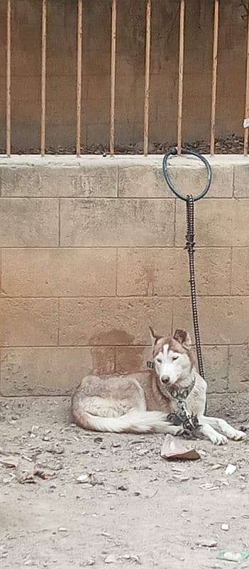 Husky Female very friendly 0