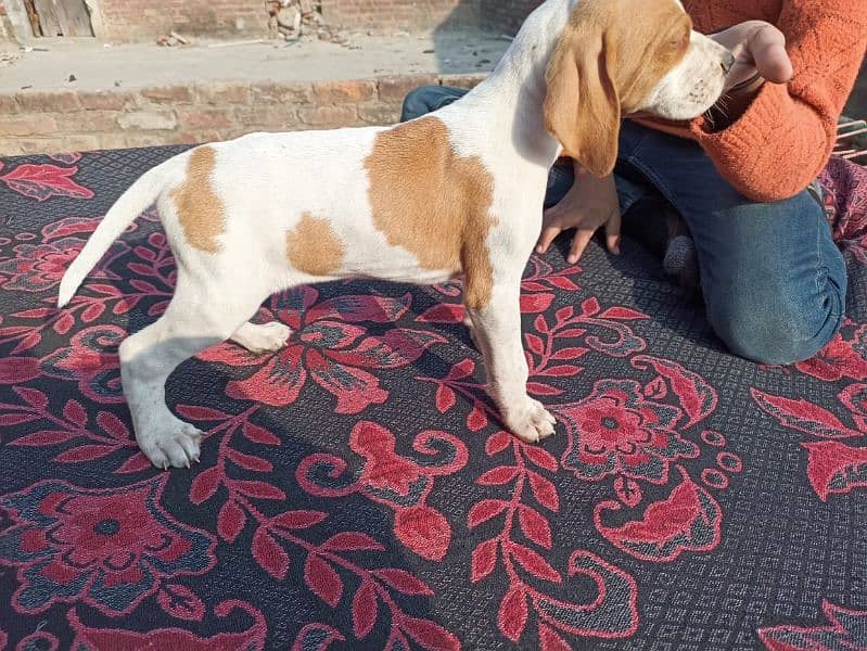 English pointer Dog 1