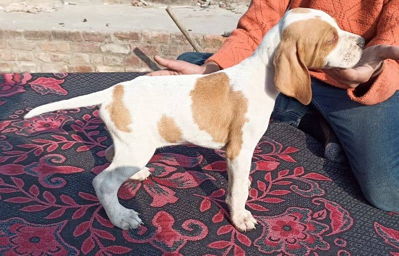 English pointer Dog 2