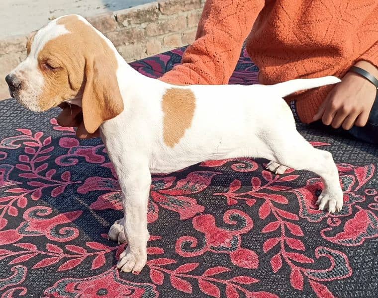 English pointer Dog 3