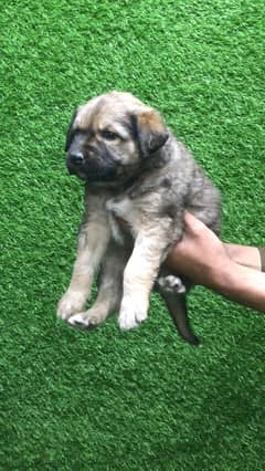 Afghan Kuchi Male Puppy (Gaddi Dog)