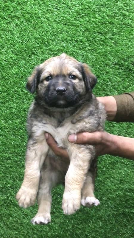 Afghan Kuchi Male Puppy (Gaddi Dog) 4