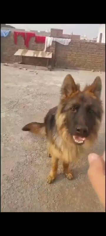 German Shepherd dog for sale/ GSD for sale 2