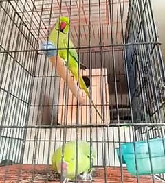 Ringneck end Cage