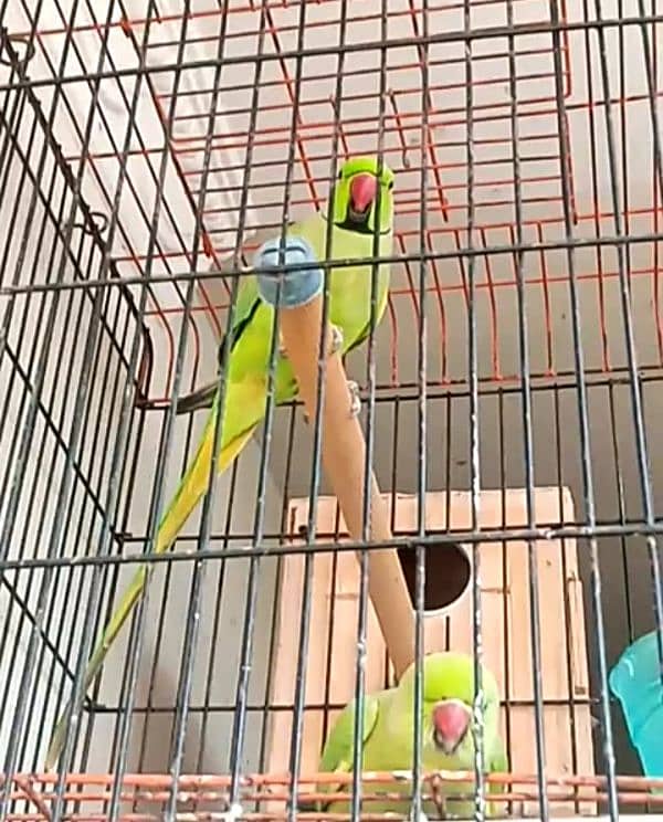 Ringneck end Cage 1