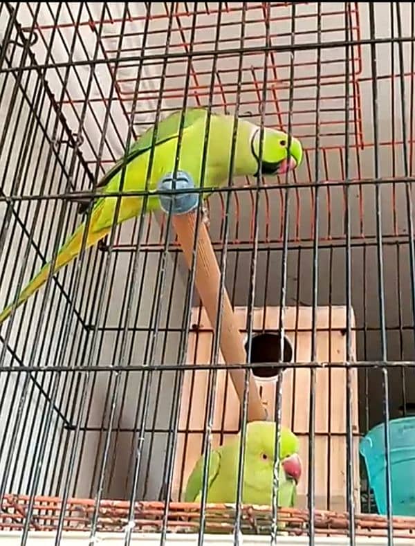 Ringneck end Cage 2