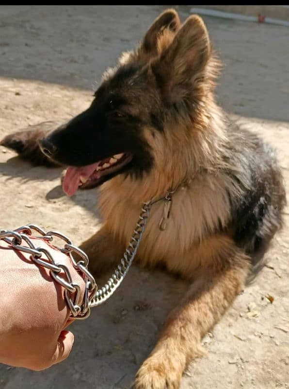 German Shepherd dog for sale/ GSD for sale 0