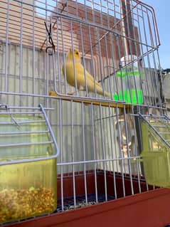 Canary singing bird male