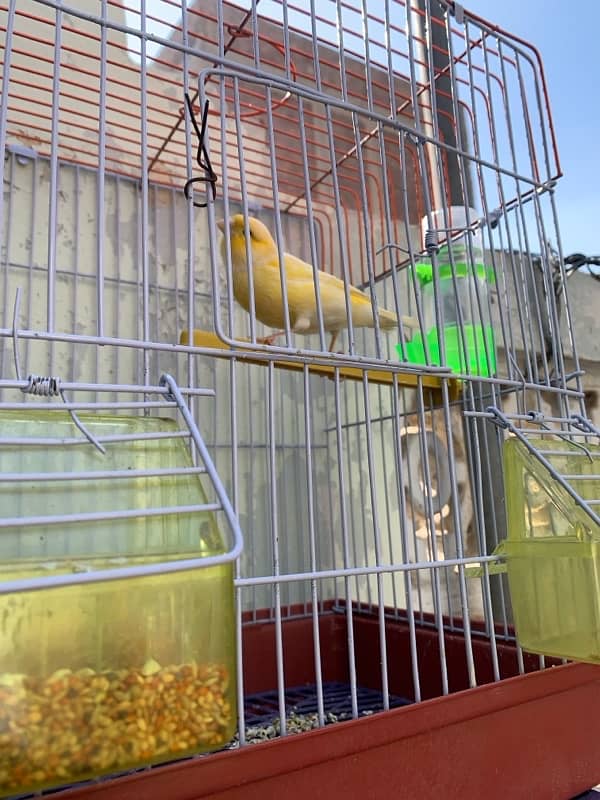 Canary singing bird male 1