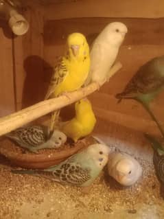 A o a budgie Chicks ha red-eye and tcp black eye ha