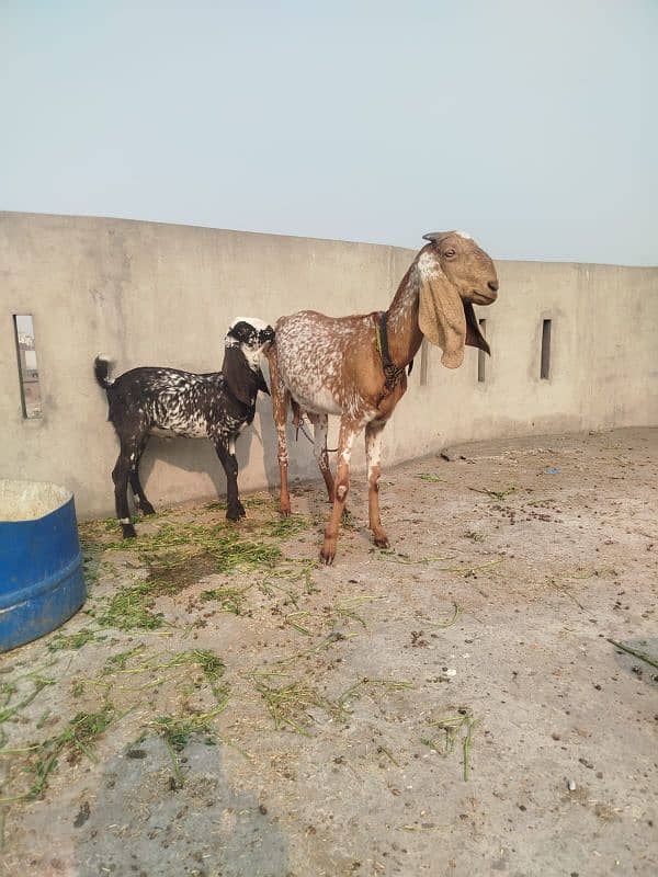 makkhi chini bakri with male kid 0