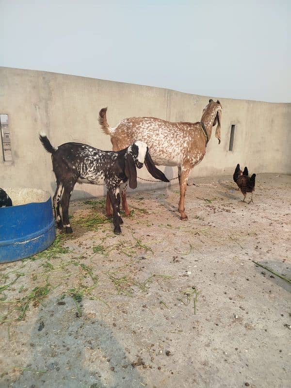 makkhi chini bakri with male kid 1