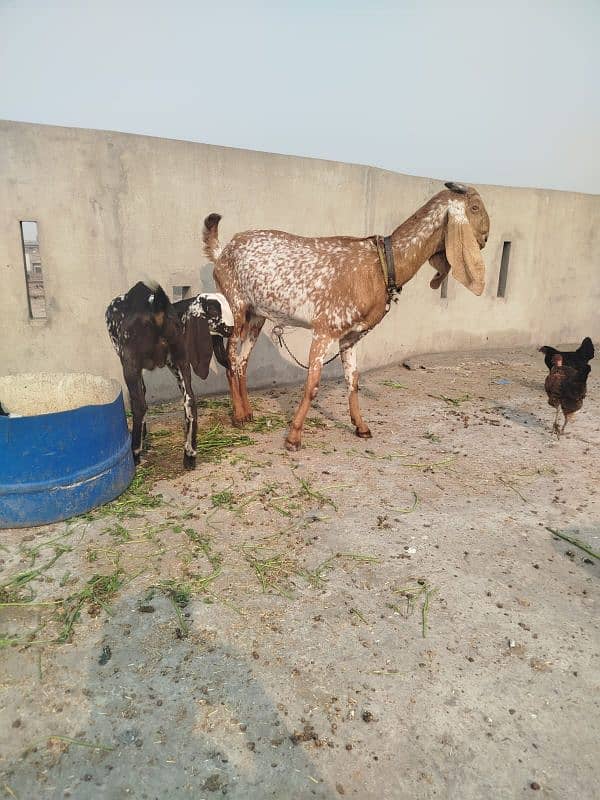 makkhi chini bakri with male kid 3