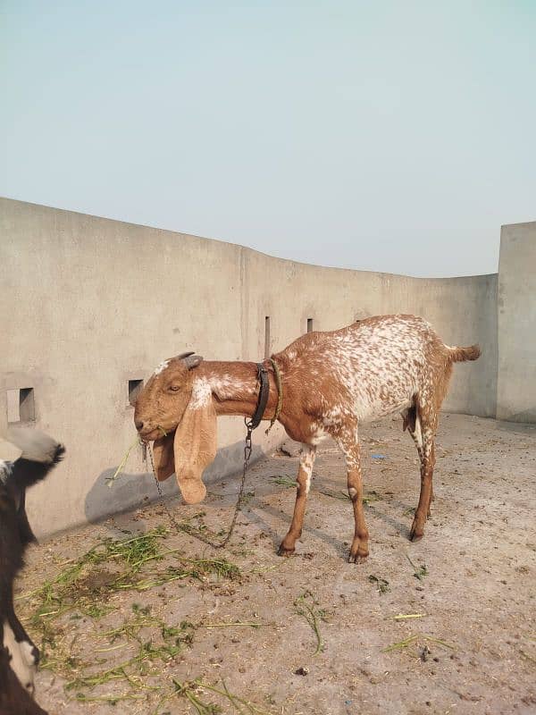 makkhi chini bakri with male kid 5