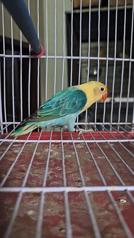 Green Opaline Parblue Blue Green Split Dilute Lovebirds 0