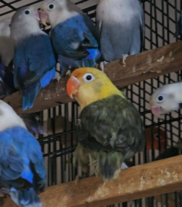 Green Opaline Parblue Blue Green Split Dilute Lovebirds 5