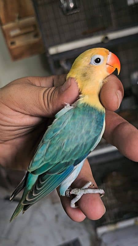 Green Opaline Parblue Blue Green Split Dilute Lovebirds 6