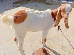 Bakra Kid 4 Month Age