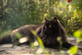 Black Persian Male for Mating - Stud Service