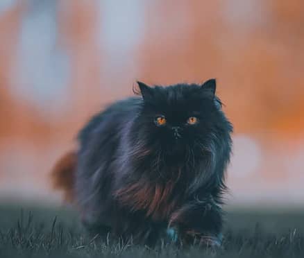 Black Persian Male for Mating - Stud Service 3