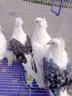 Filback Pigeons Breeder Pair