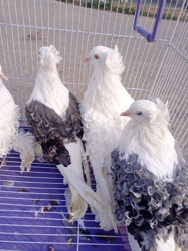 Filback Pigeons Breeder Pair 0