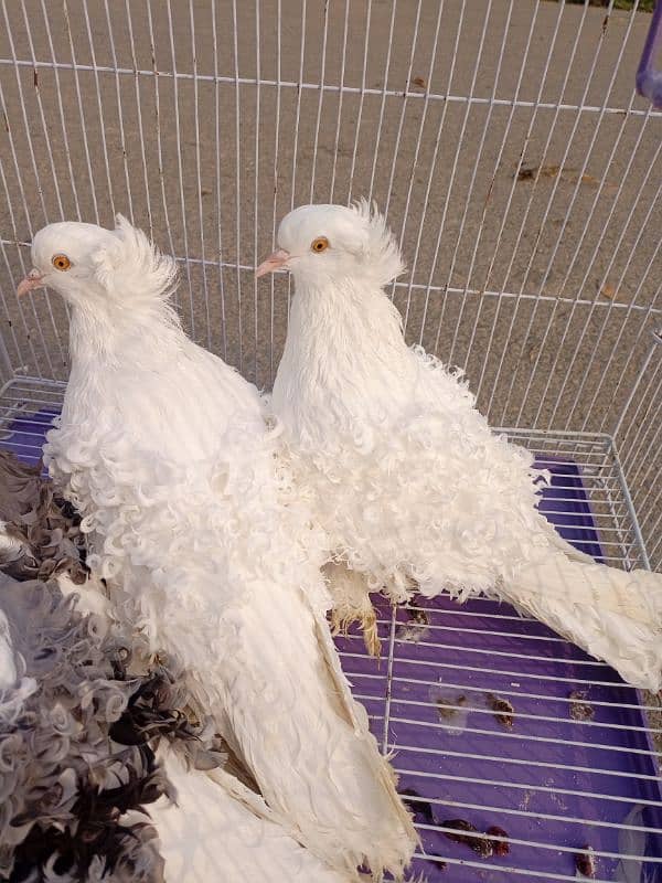 Filback Pigeons Breeder Pair 2