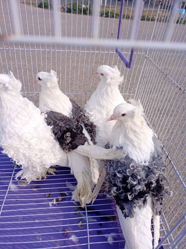 Filback Pigeons Breeder Pair 3