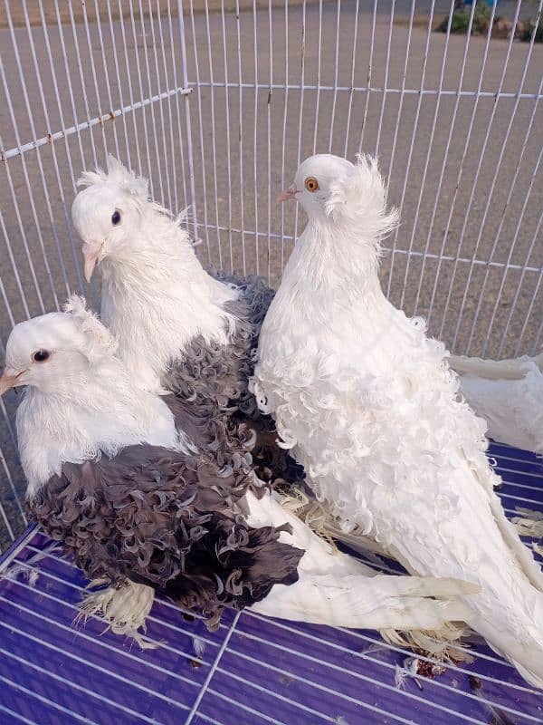 Filback Pigeons Breeder Pair 4