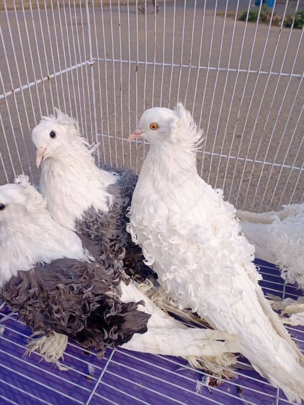 Filback Pigeons Breeder Pair 5