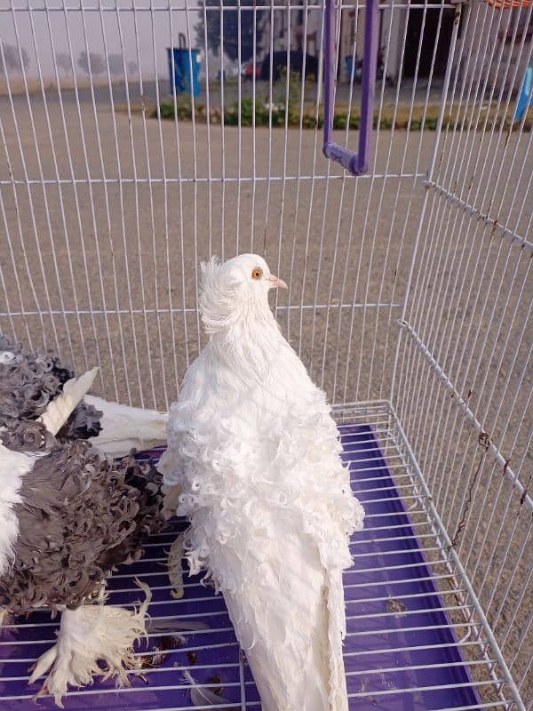 Filback Pigeons Breeder Pair 6