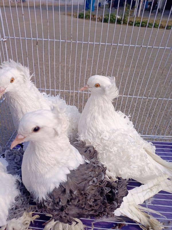 Filback Pigeons Breeder Pair 7