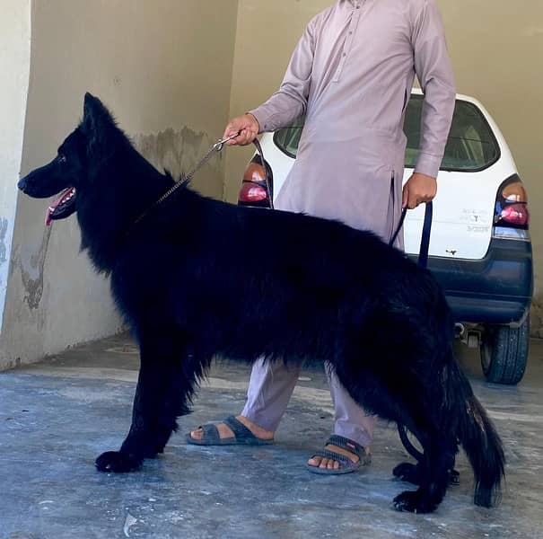 Black German Shepherd for sale home pet. 2