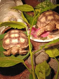 Sulcata tortoise pair for sale with terrarium (negotiable price)