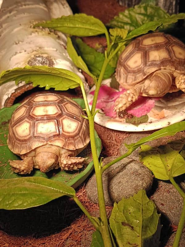 Sulcata tortoise pair for sale with terrarium (negotiable price) 0