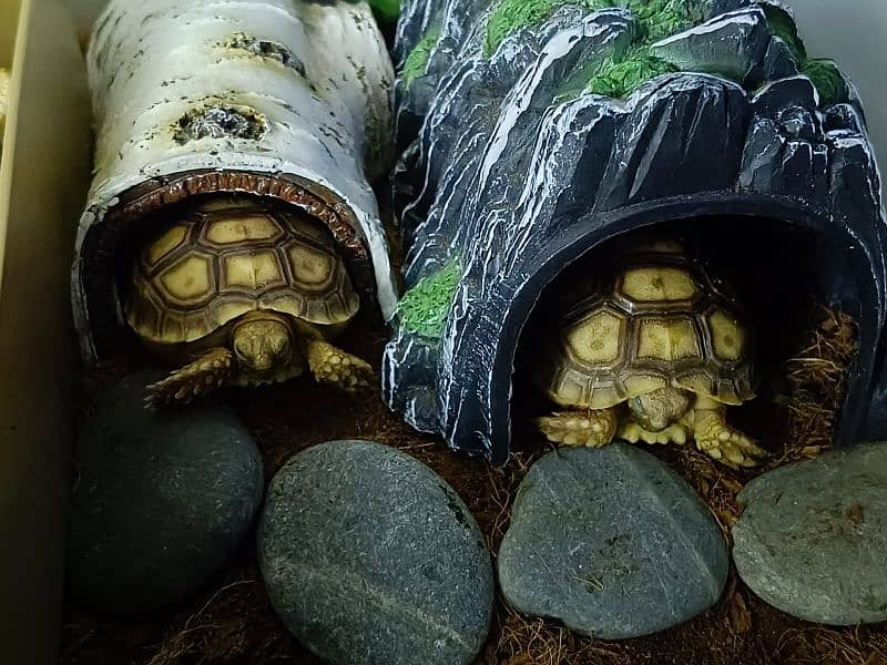 Sulcata tortoise pair for sale with terrarium (negotiable price) 2