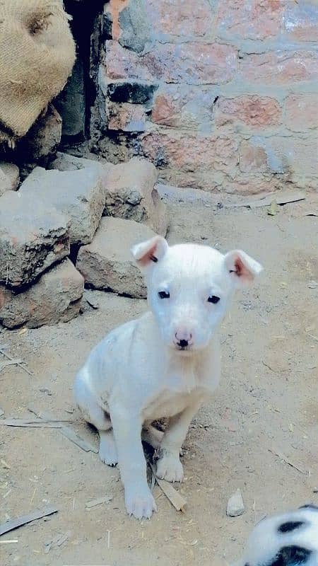 gultair female puppy for sale 0