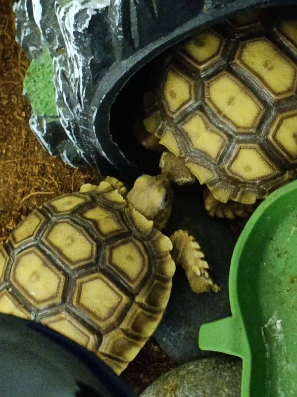 Sulcata tortoise pair for sale with terrarium (negotiable price) 3