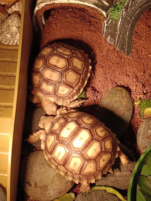 Sulcata tortoise pair for sale with terrarium (negotiable price) 4