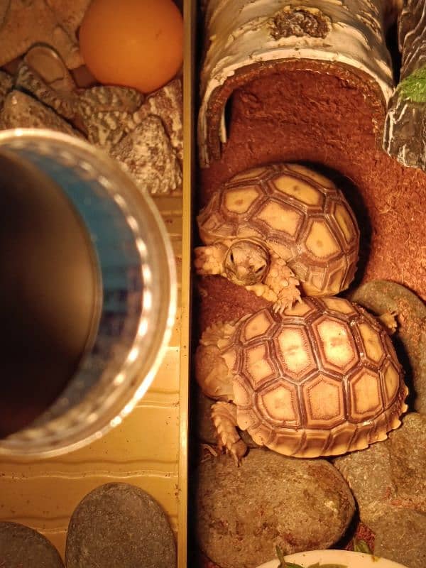 Sulcata tortoise pair for sale with terrarium (negotiable price) 5