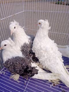 Filback Pigeons Breeder Pairs