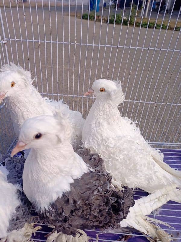 Filback Pigeons Breeder Pairs 1