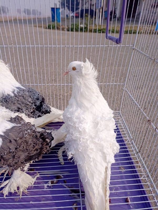 Filback Pigeons Breeder Pairs 2