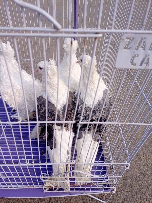 Filback Pigeons Breeder Pairs 4