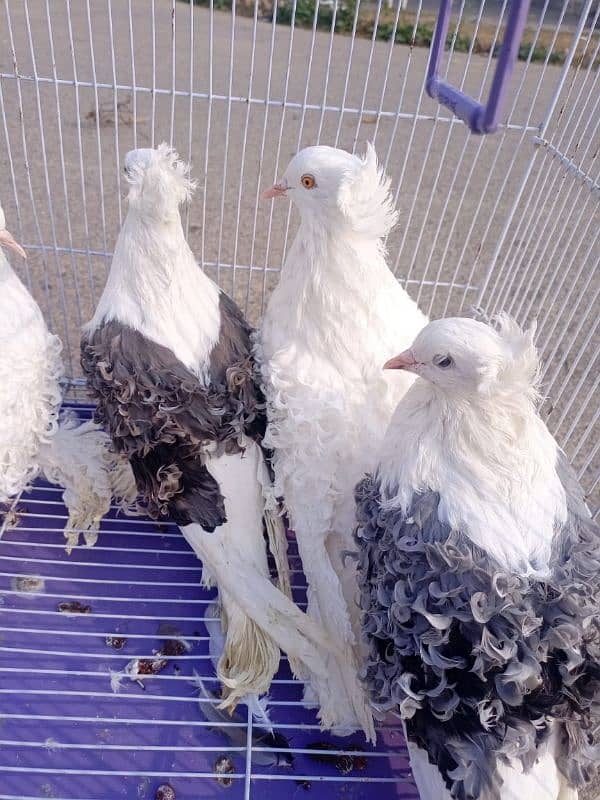 Filback Pigeons Breeder Pairs 7