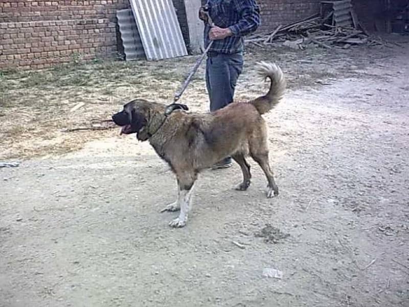 Afghan Kuchi Male Puppy (Gaddi Dog) 6